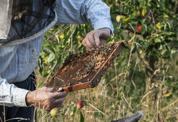 Quels sont les avantages du miel de lavande dans les recettes de desserts?