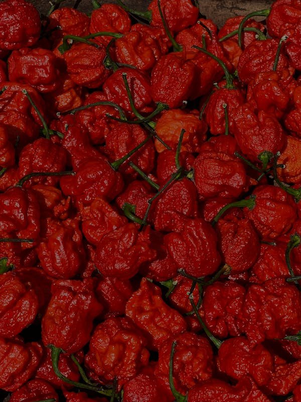 Carolina Reaper : un voyage au cœur de la brûlure intense